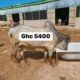 Cows For Sale